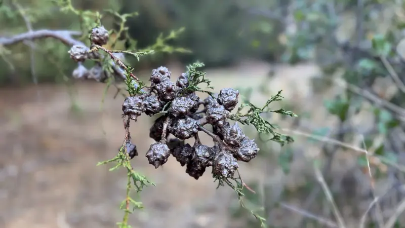 Closeup image of one of the more exotic plants featured in the botanical garden.