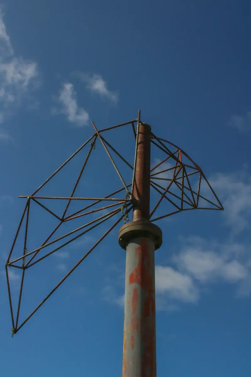 Close-up image of the Palm Tree.