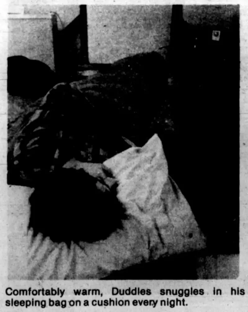 From the original newspaper article, an image showing off Duddles on his sleeping bag.