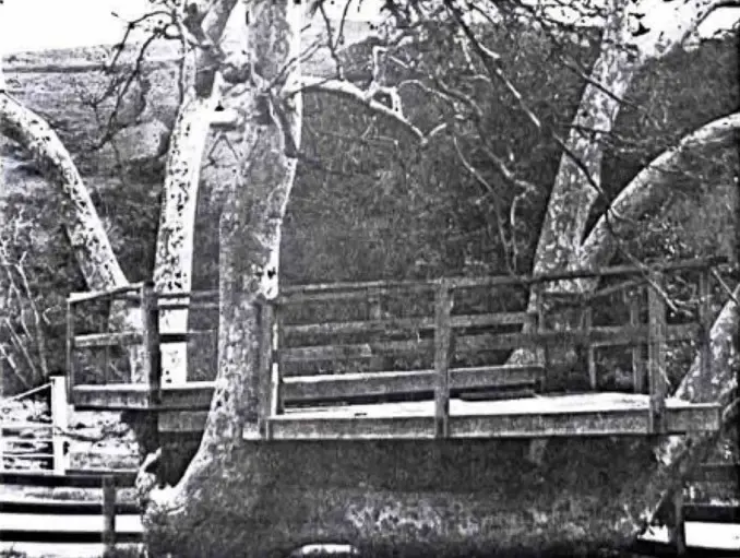 Main image of the Tree House.
