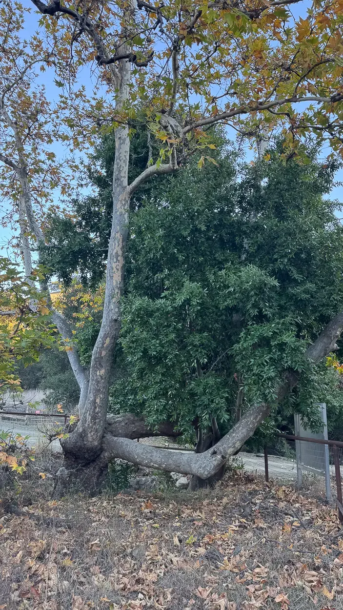 A modern day photo of the tree near the entrance that the tree house used to sit on.